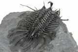 Spiny Quadrops Trilobite - Top Quality Specimen #193669-4